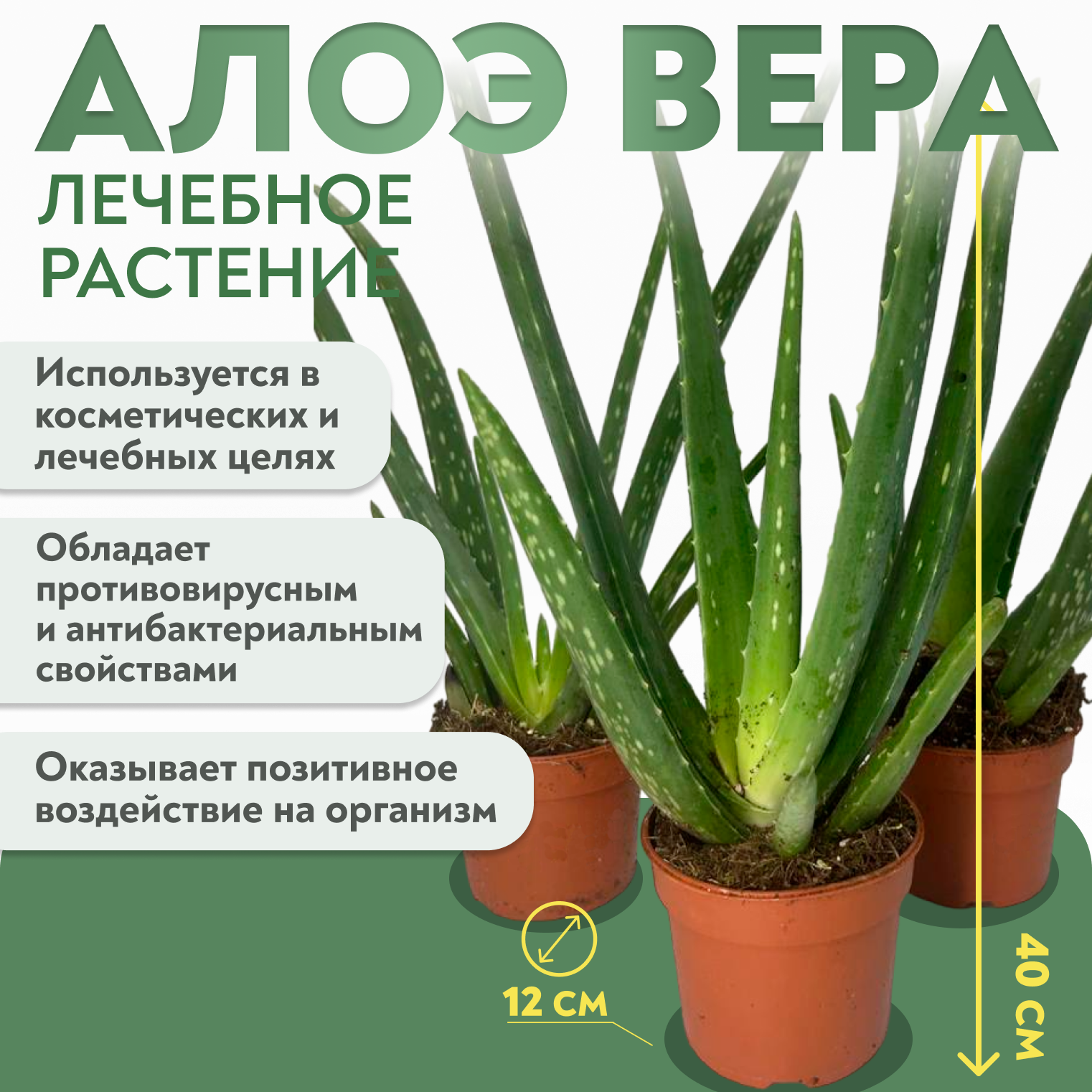 Лечебное растение Алоэ Вера (40 см)