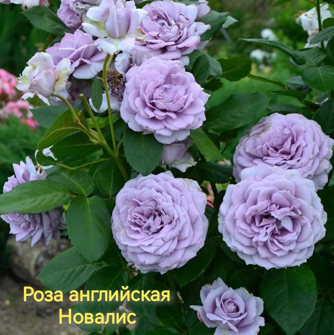 Саженец английской розы флорибунды Новалис