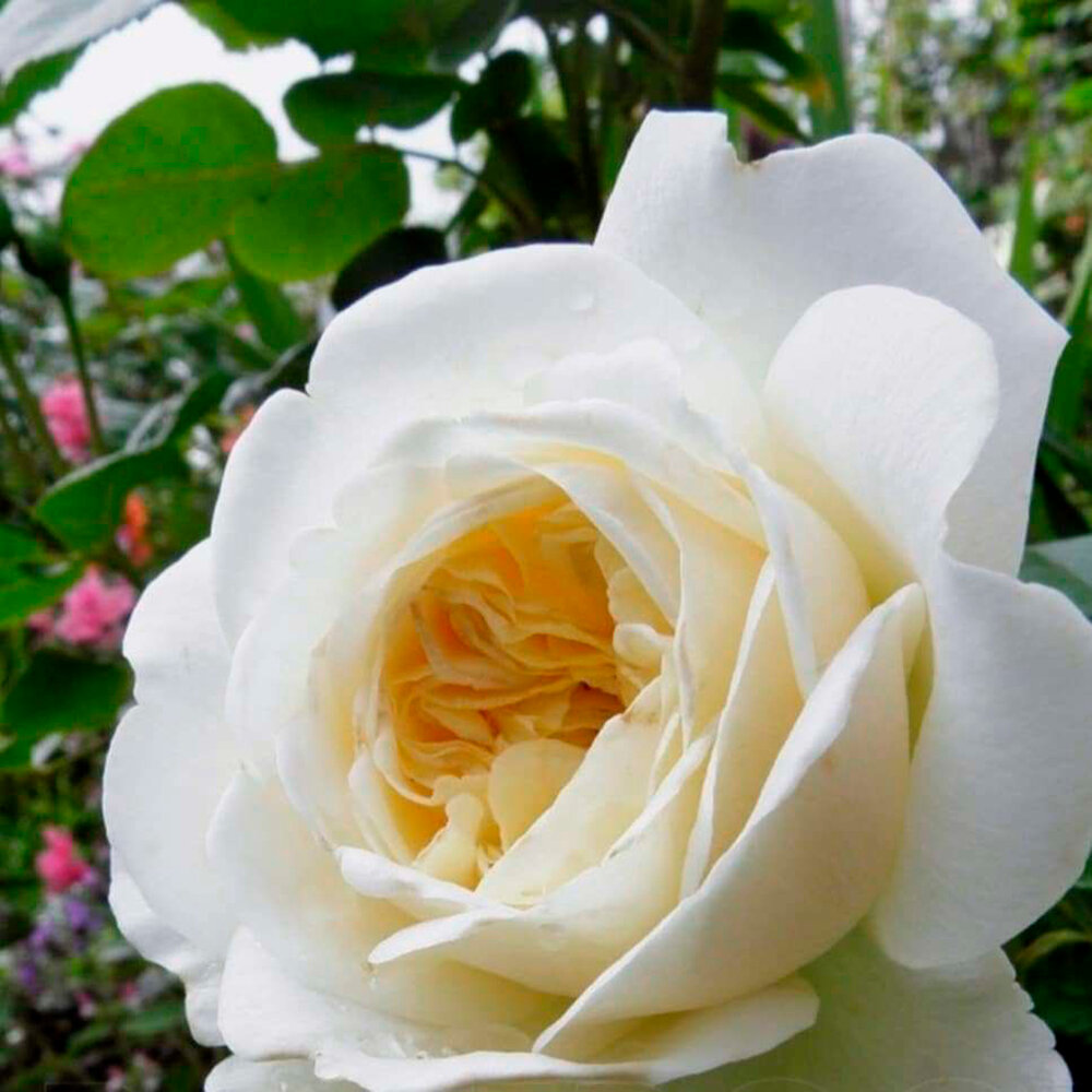 Саженец роза английская Транквилити
