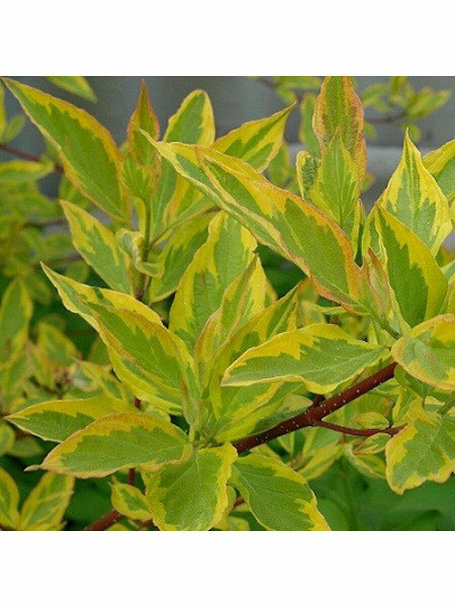 Дерен белый Cornus alba Gouchaultii 2 штуки