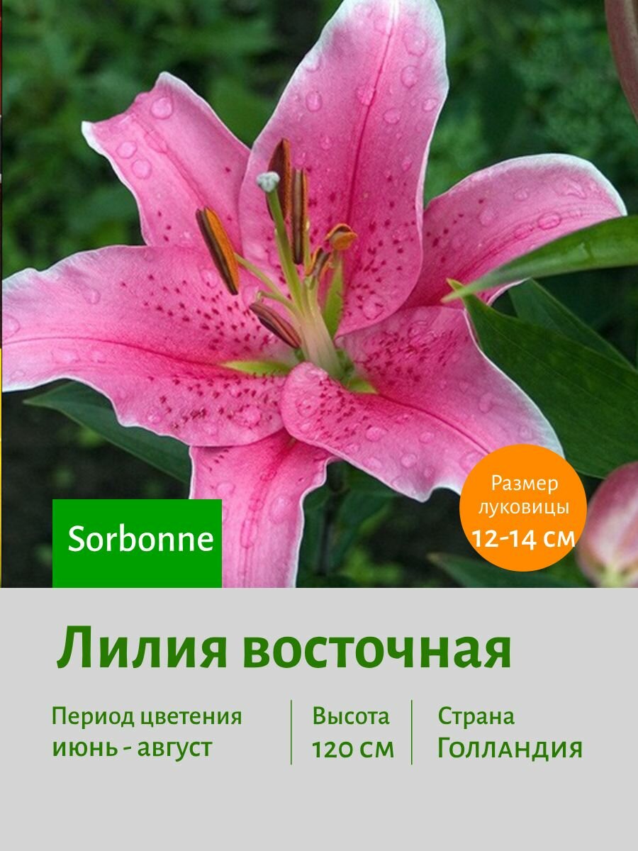 Лилия восточная Сорбонна (Sorbonne) луковицы 2шт