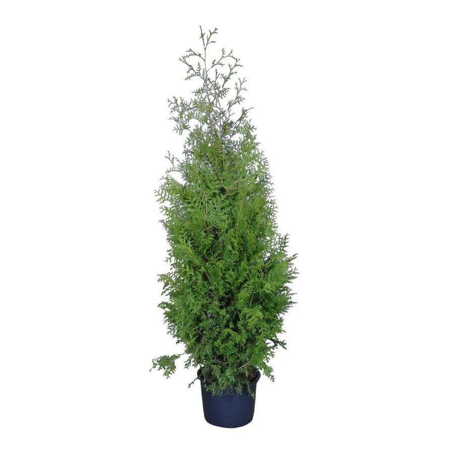 Туя западная Брабант | Thuja occidentalis 'Brabant' - саженец 140-160 см в контейнере С35