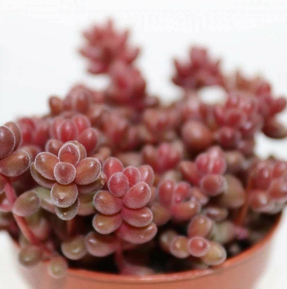 Седум Сталя Мини (Sedum Stahlii) D5см