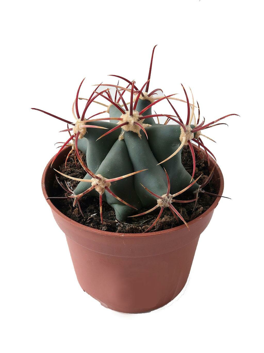 Ферокактус грацилис - Ferocactus Gracilis Coloratus D7 H12