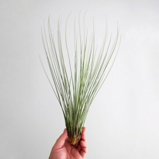 Тилландсия Ситниковая (лат. Tillandsia juncea)