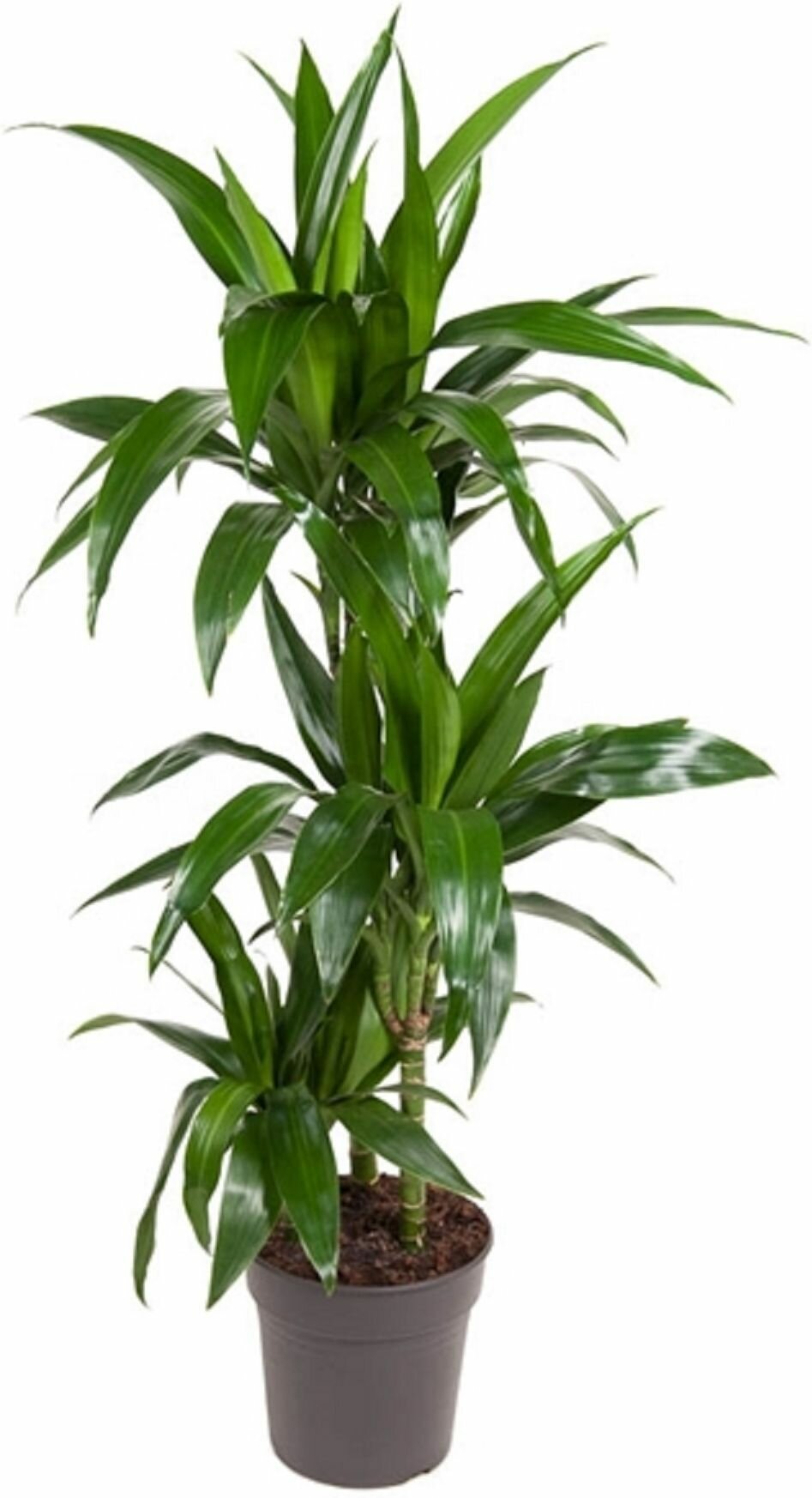 Растение Драцена фраг.джан. крейг D21 H115 см