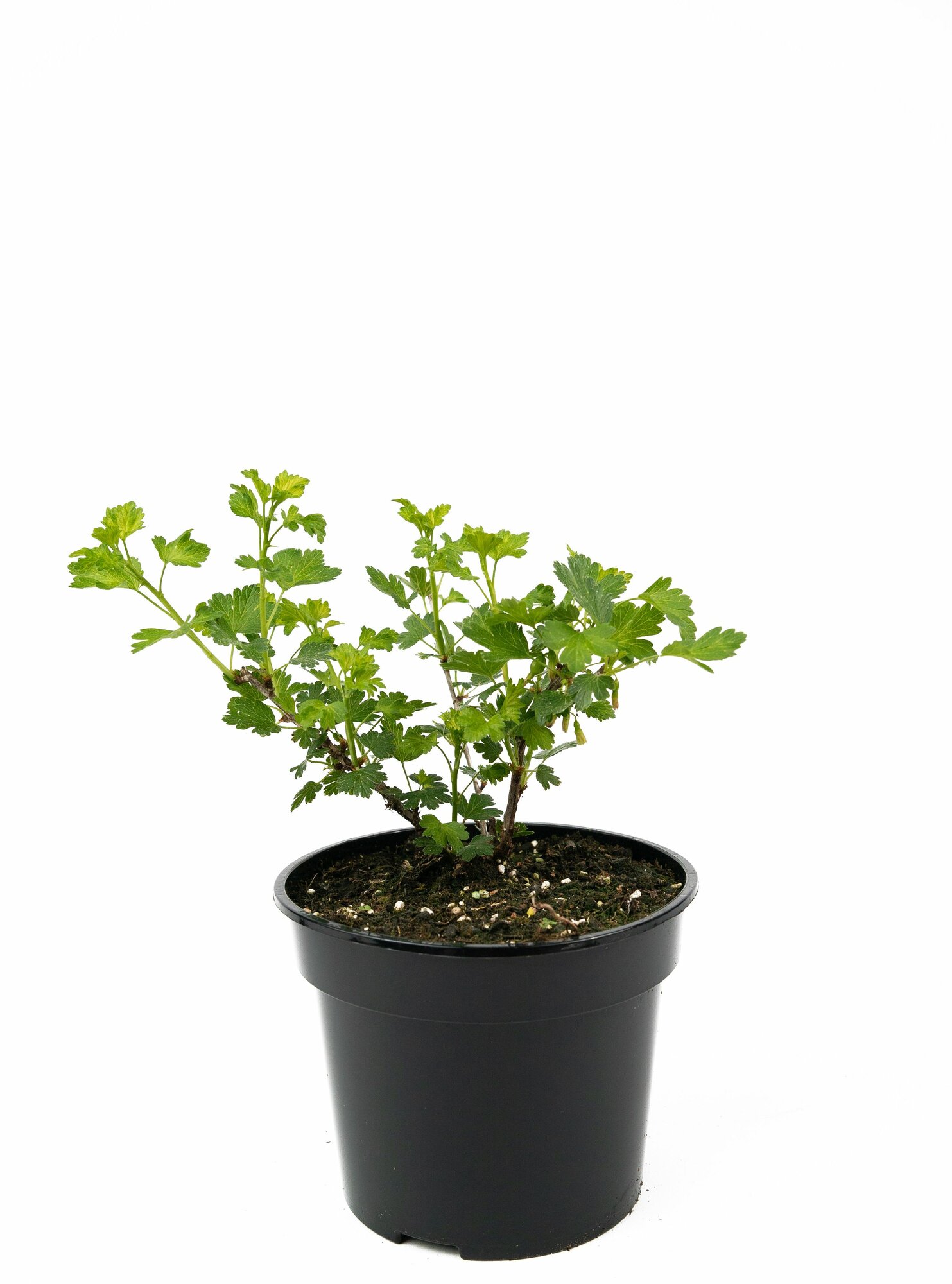 Растение Крыжовник Грушенька С3 Н20-40