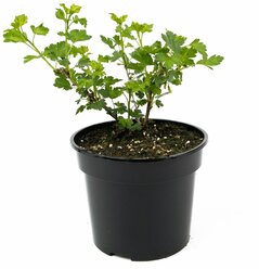 Растение Крыжовник Грушенька С3 Н20-40