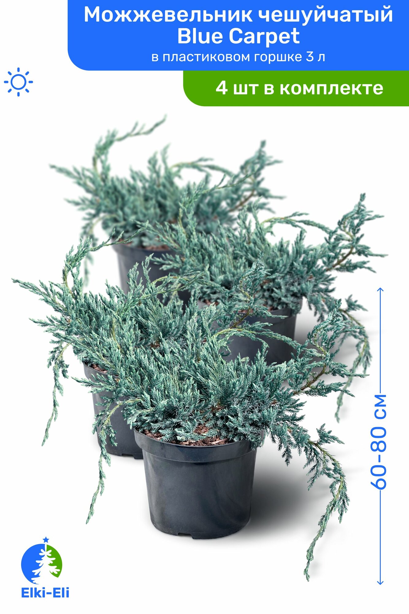 Можжевельник чешуйчатый Blue Carpet (Блю Карпет) 60-80 см в пластиковом горшке С3 саженец хвойное живое растение комплект из 4 шт