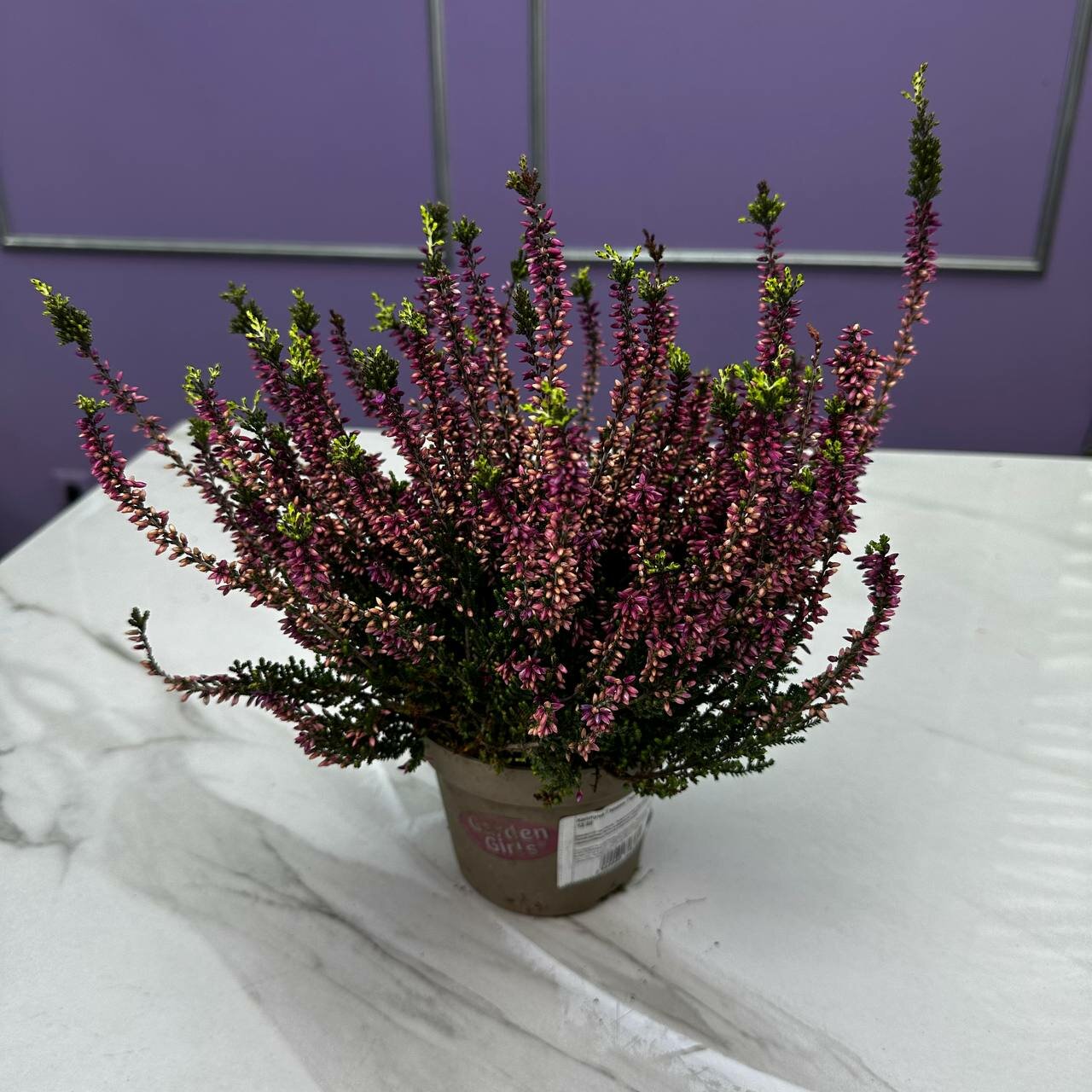 Каллуна комнатное растение цветущее 20см