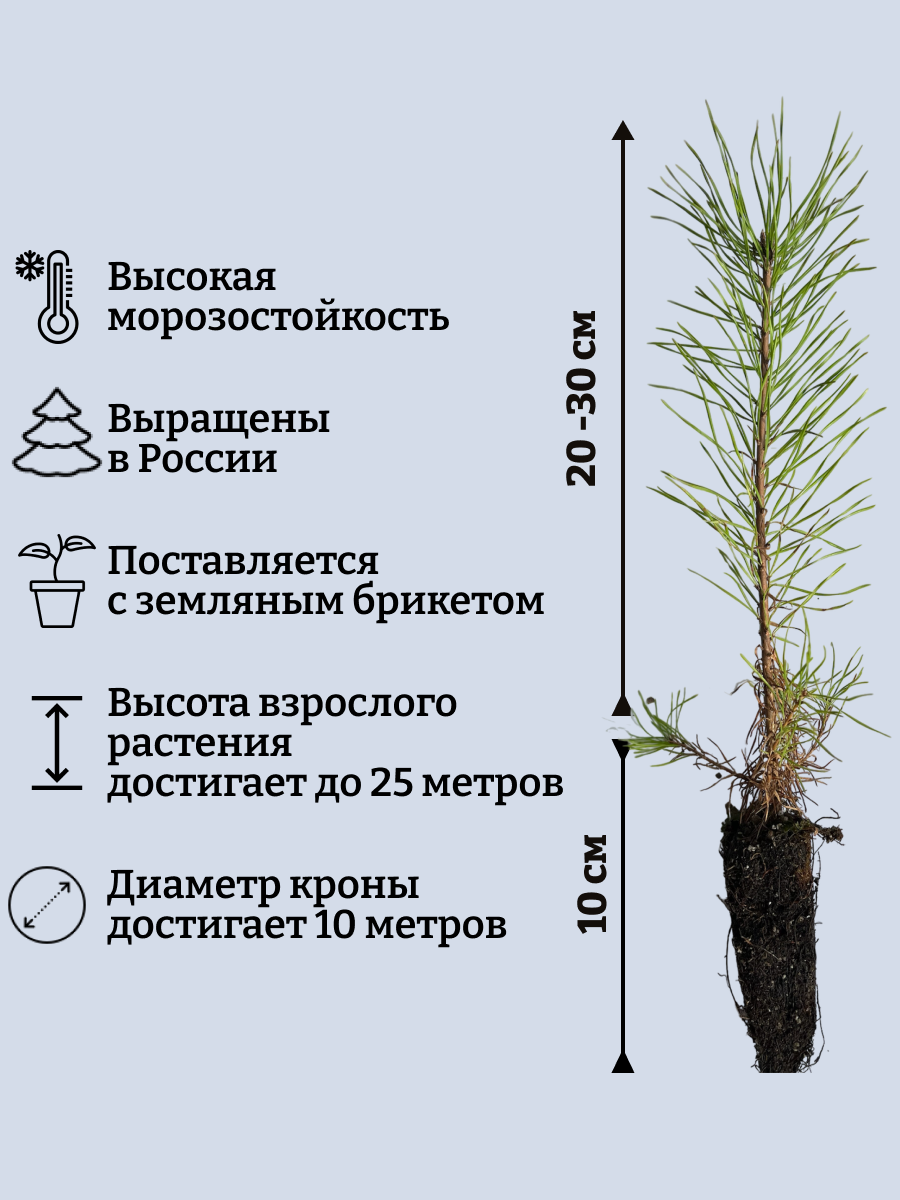 Сосна обыкновенная 3 саженца