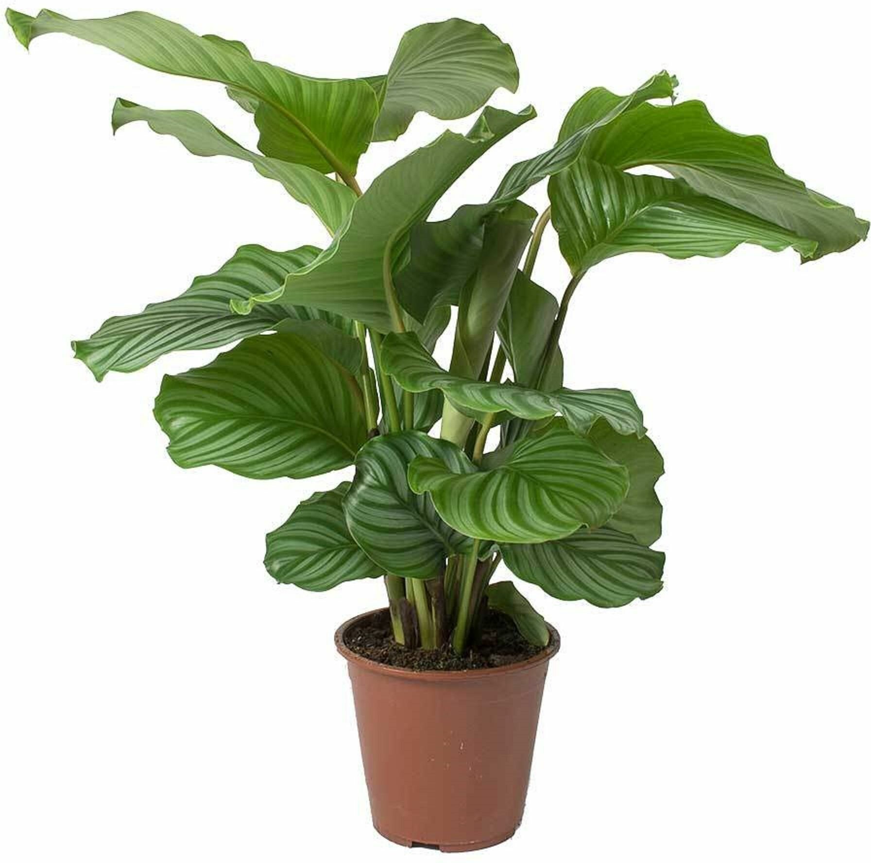Растение калатея орбифолия D12 H35 см