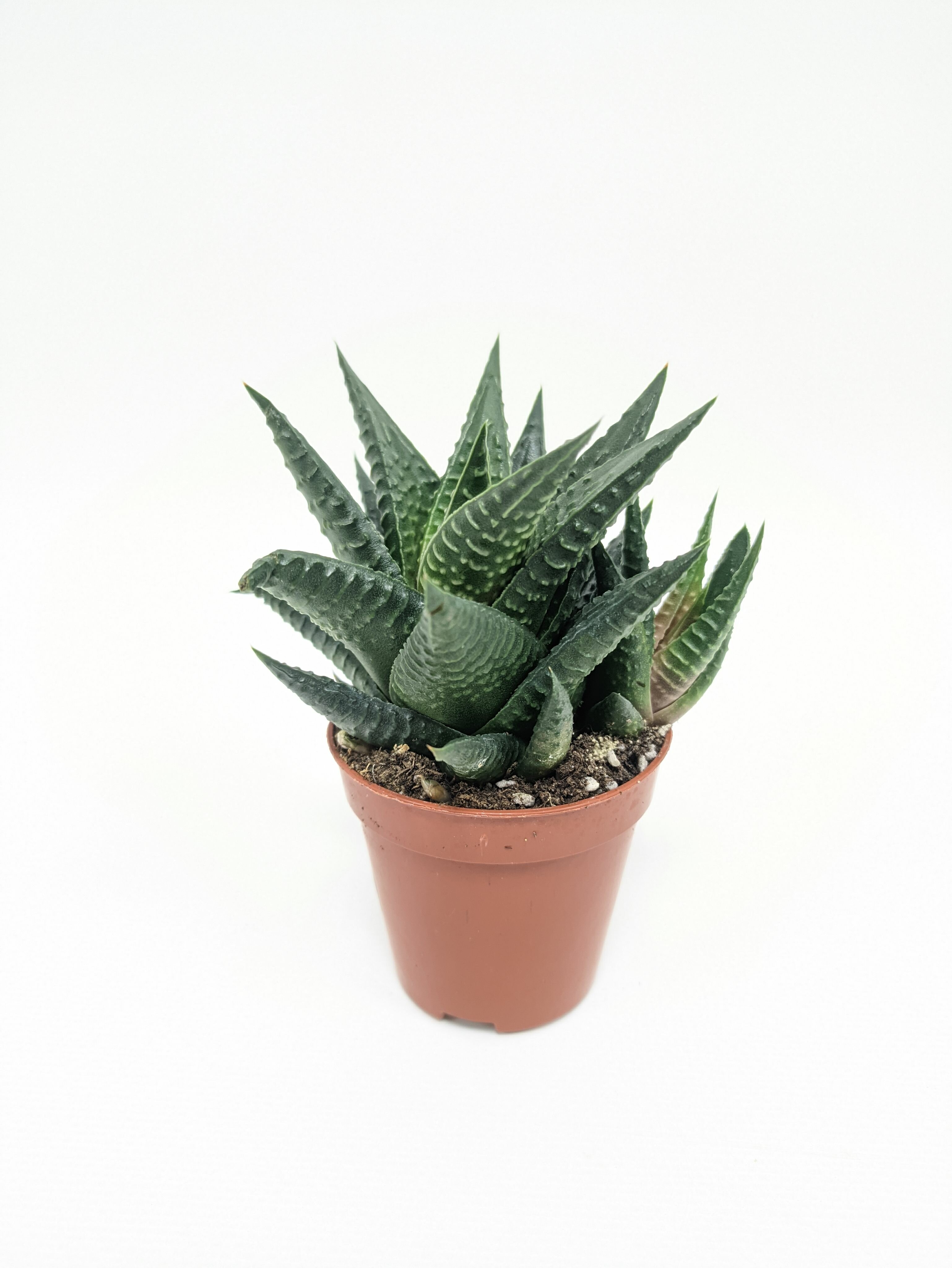 Хавортия Лимифолия / Haworthia Limifolia / диаметр горшка 5см высота растения 8-12см