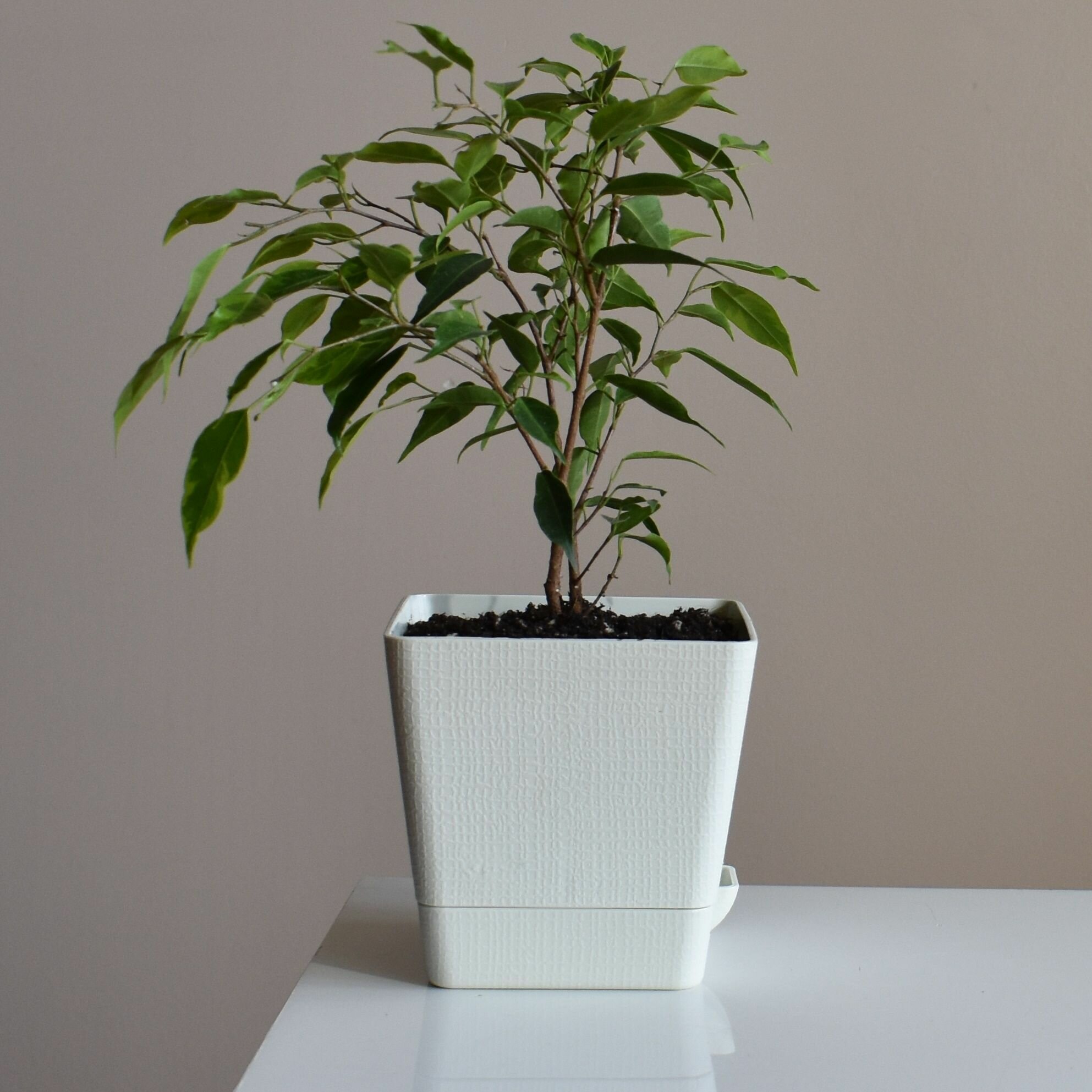 Фикус Бенджамина Анастасия Ficus Benjamina Anastasia d12