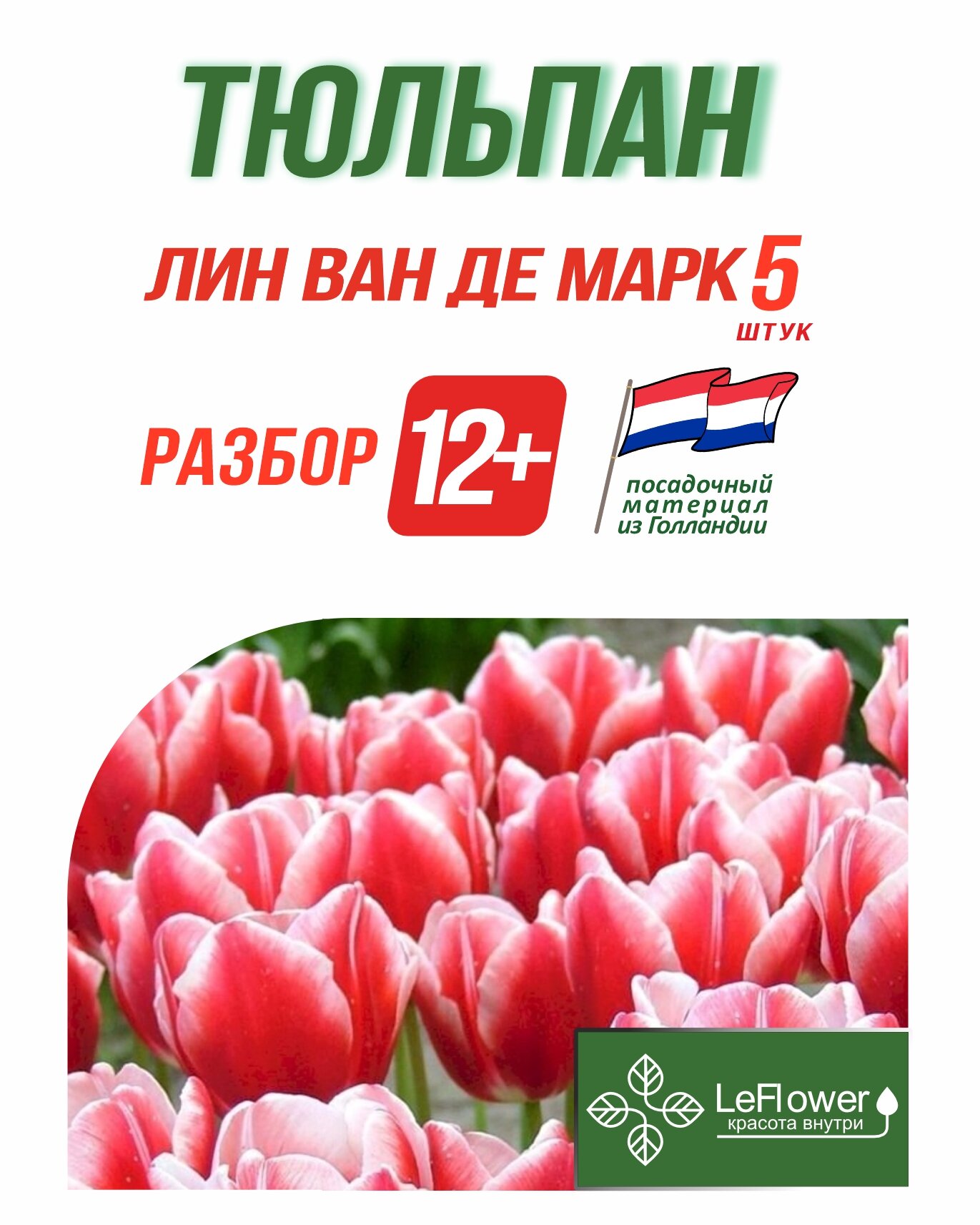 Тюльпан Луковица Лин ван де Марк 5 шт разбор 12+ (LeFlower)