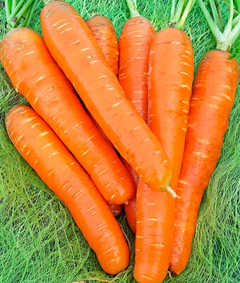 Морковь Ромоса'