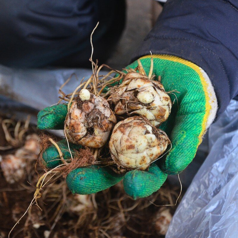 Лилия Блэк Бьюти (1 луковица). Holland Bulbs (Голландия). - фотография № 4