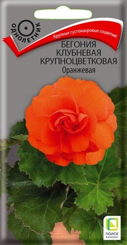 Бегония Оранжевая клубневая крупноцветковая 5шт Одн 35см (Поиск)