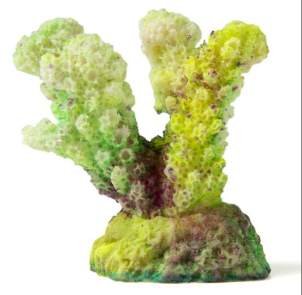 Коралл рога зелёный (светящийся) КС-647