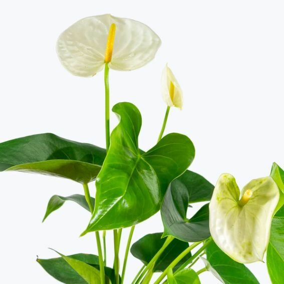 Антуриум Андре Белый (Anthurium Аndraeanum White) D85см