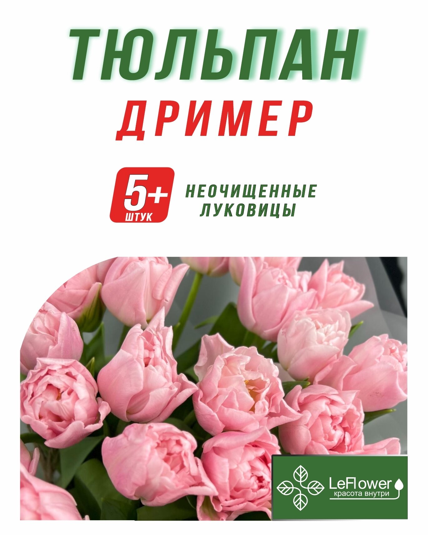 Тюльпан Луковица Дример 5+ шт