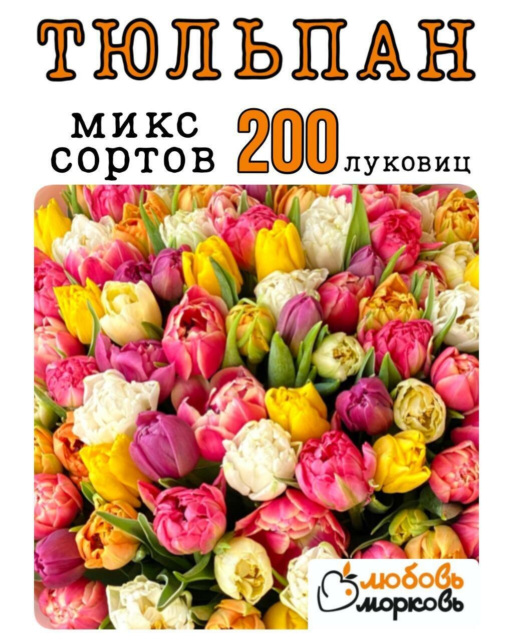 Тюльпан Луковица Микс сортов 200 шт (Любовь морковь) (Любовь морковь)