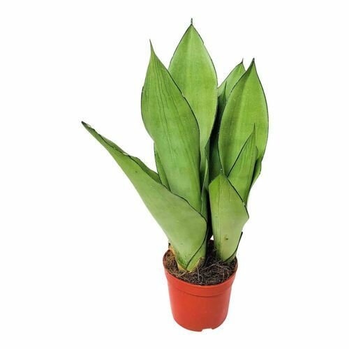 Сансевиерия Муншайн (Sansevieria Moonshine) D9см