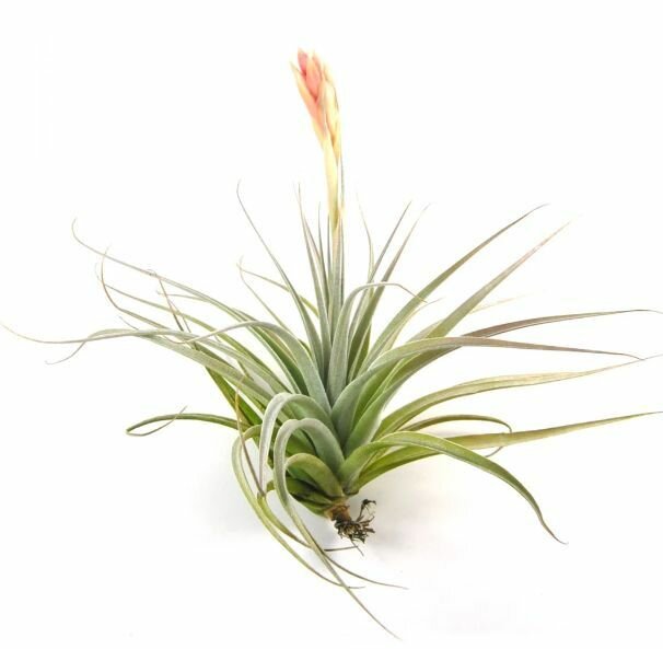 Тилландсия Велютина (Tillandsia velutina)