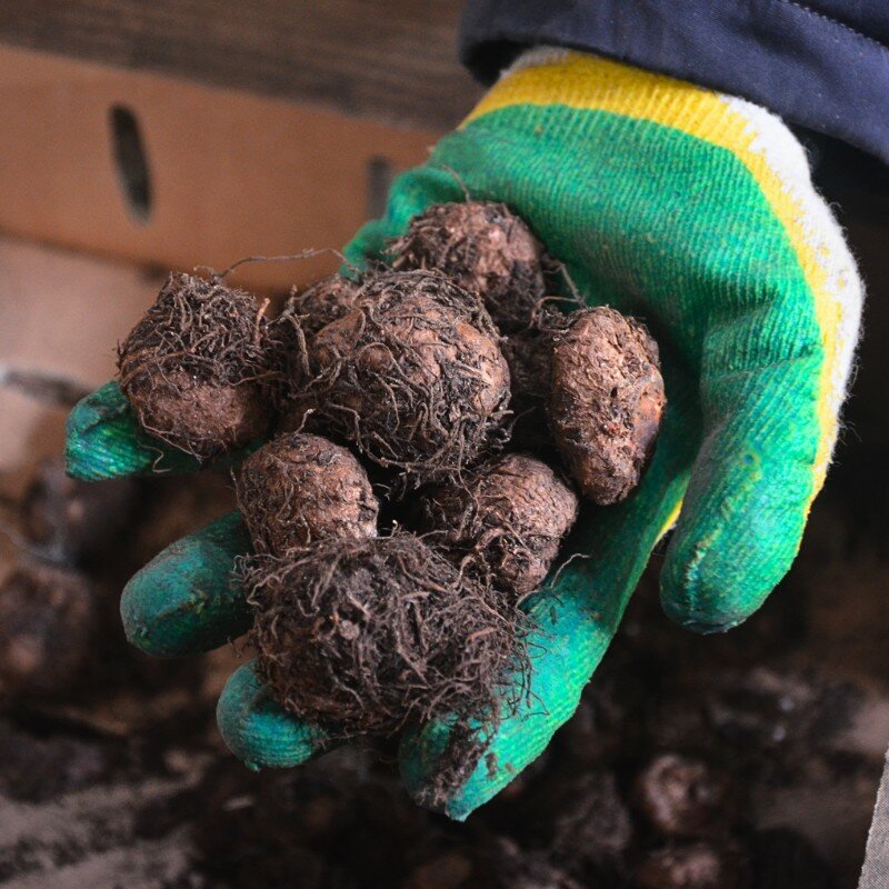 Бегония Иллюминейшн белая (1 клубень). Holland Bulbs (Голландия) - фотография № 5