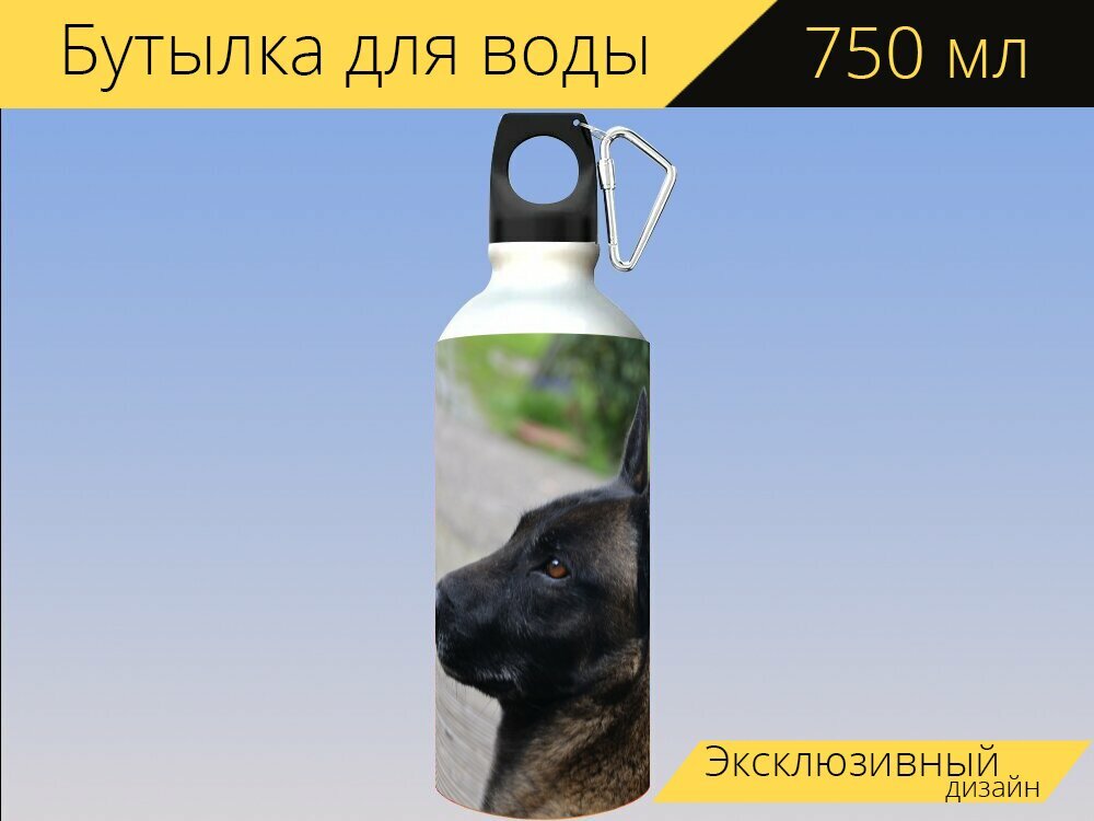 Бутылка фляга для воды "Овчарка, бельгийский малинуа, животное" 750 мл. с карабином и принтом