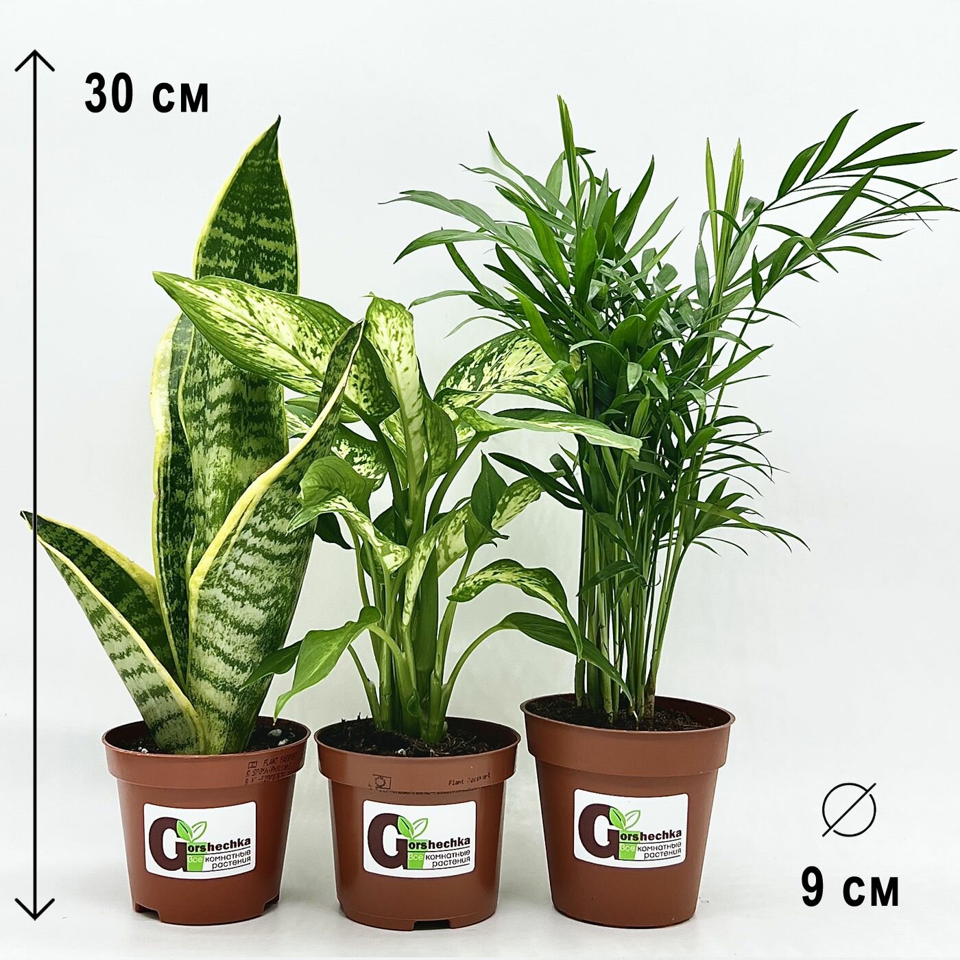 Набор 3 растения (d9): Сансевиерия Лауренти Диффенбахия Хамедорея высота 25-30см