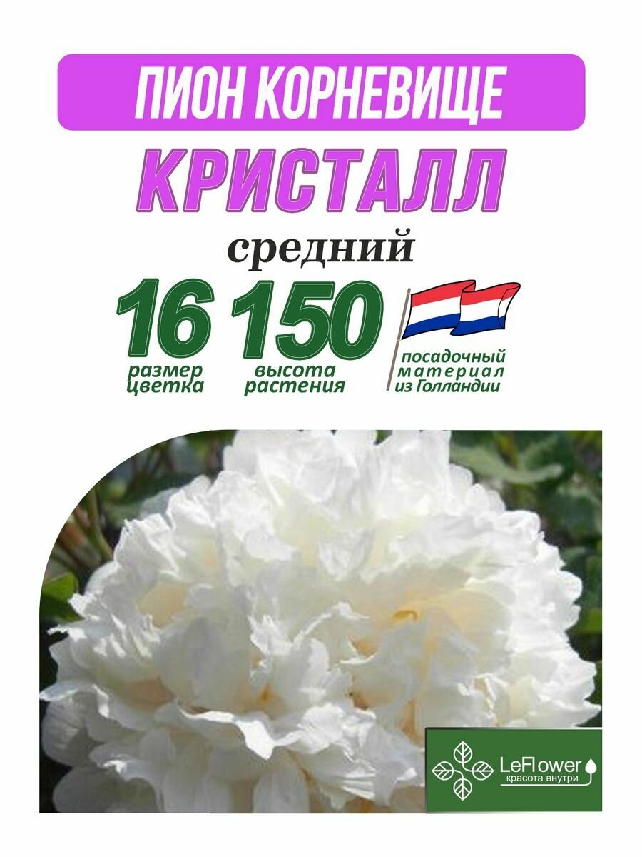 Пион Корневище Кристалл