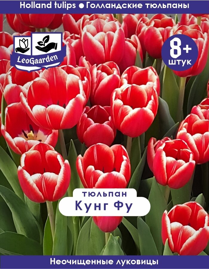 Тюльпан Луковица Кунг Фу 8+ шт