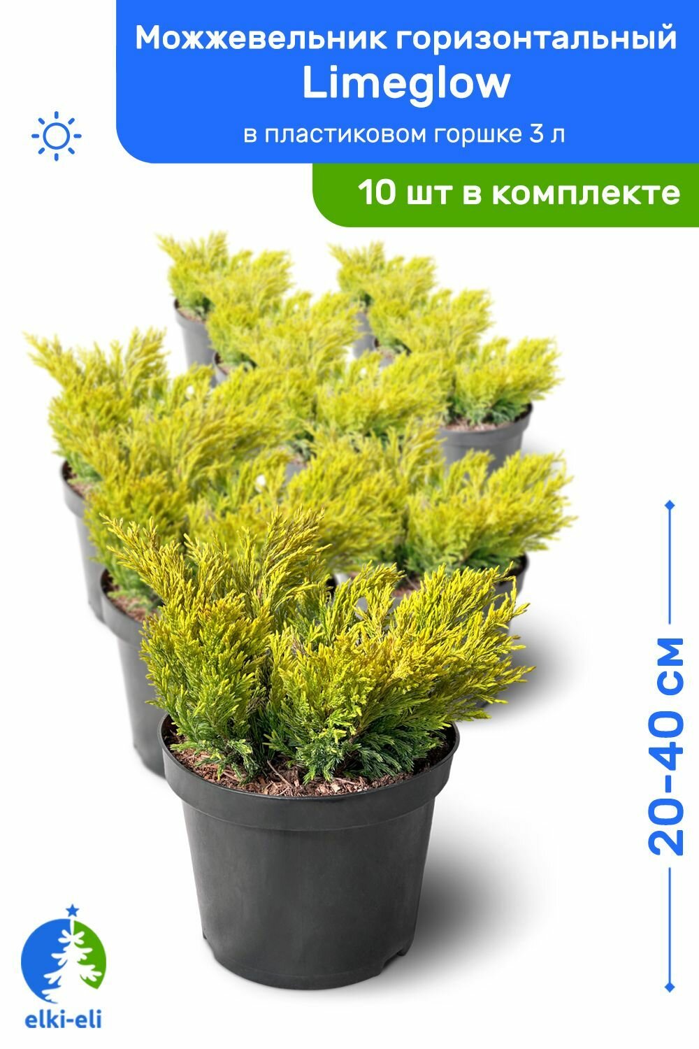 Можжевельник горизонтальный Limeglow (Лаймглоу) 20-40 см в пластиковом горшке 3 л саженец живое хвойное растение комплект из 10 шт