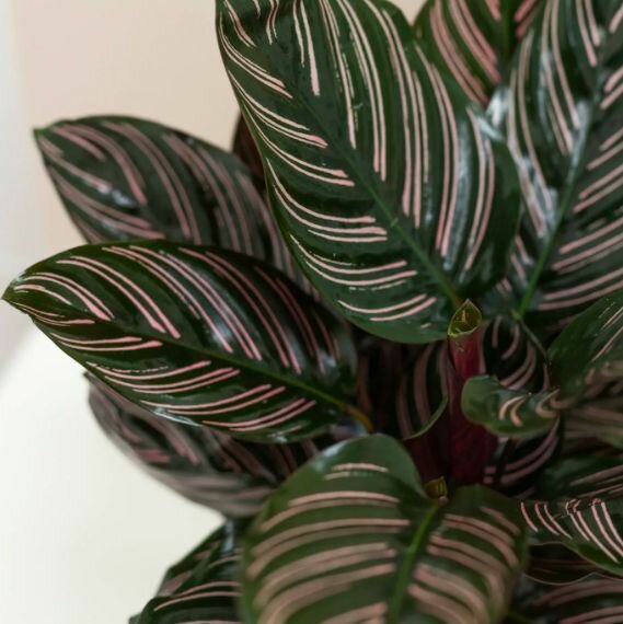 Калатея Орната (лат. Calathea Ornata) D6см