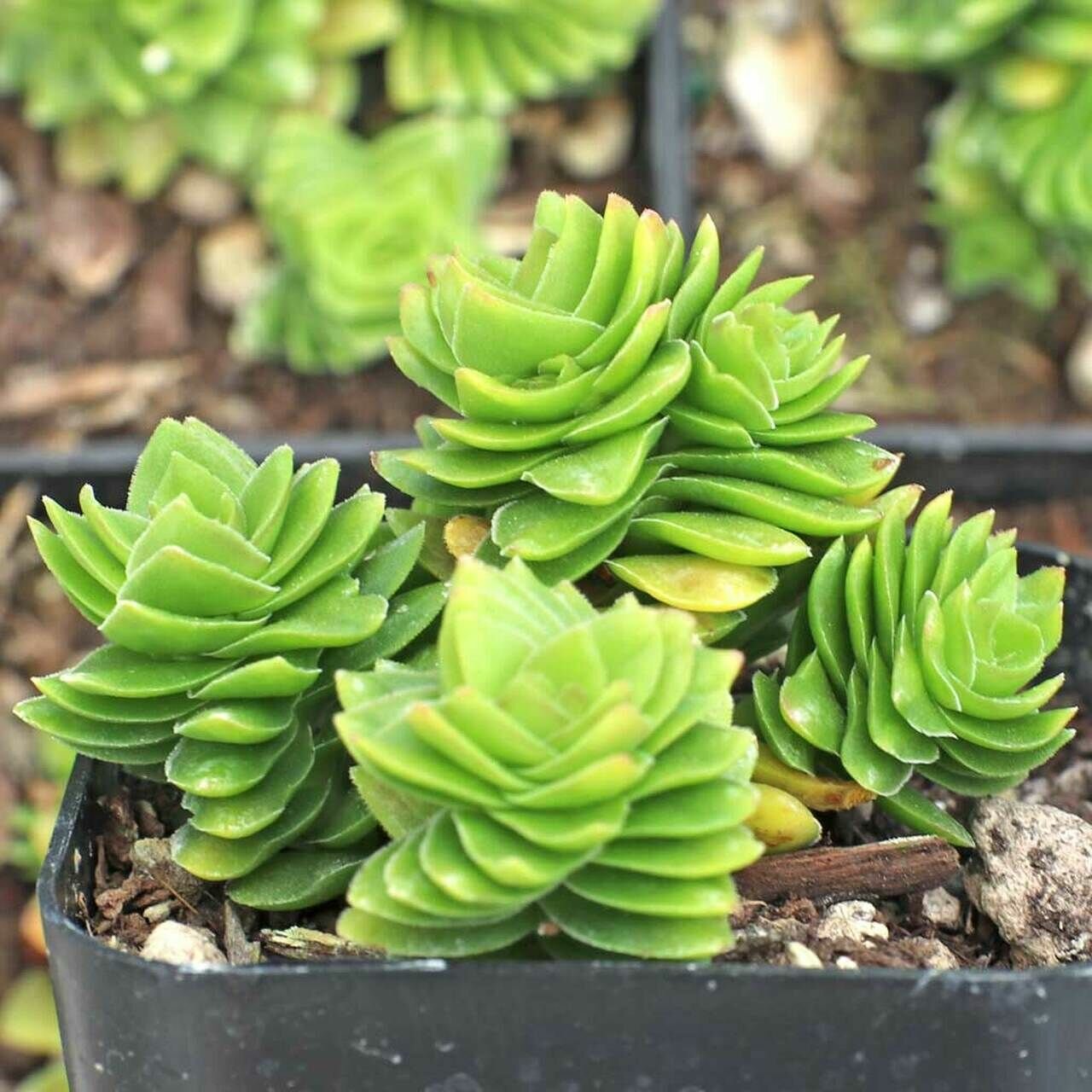 Крассула Эстагнол D5см (Crassula Estagnol)