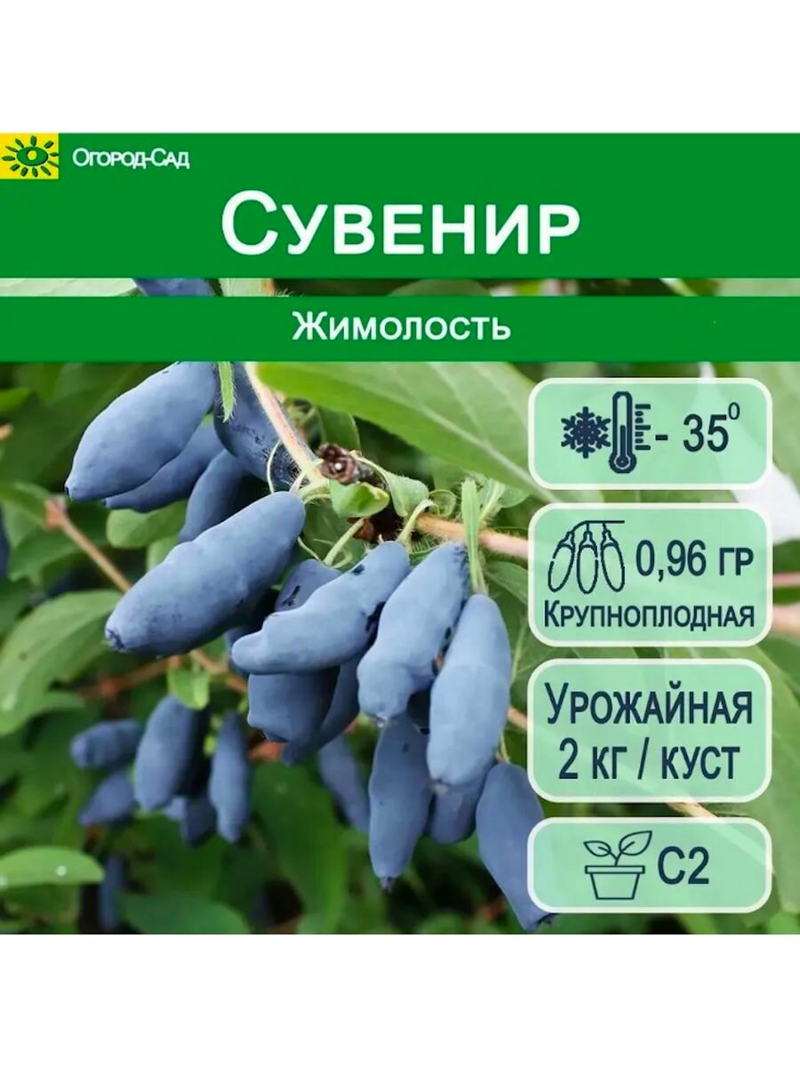 Жимолость Сувенир C2