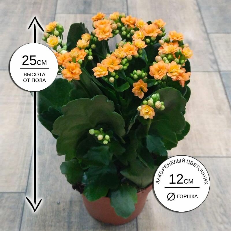 Каланхоэ Календива оранжевое 12*25 живое комнатное растение в горшке