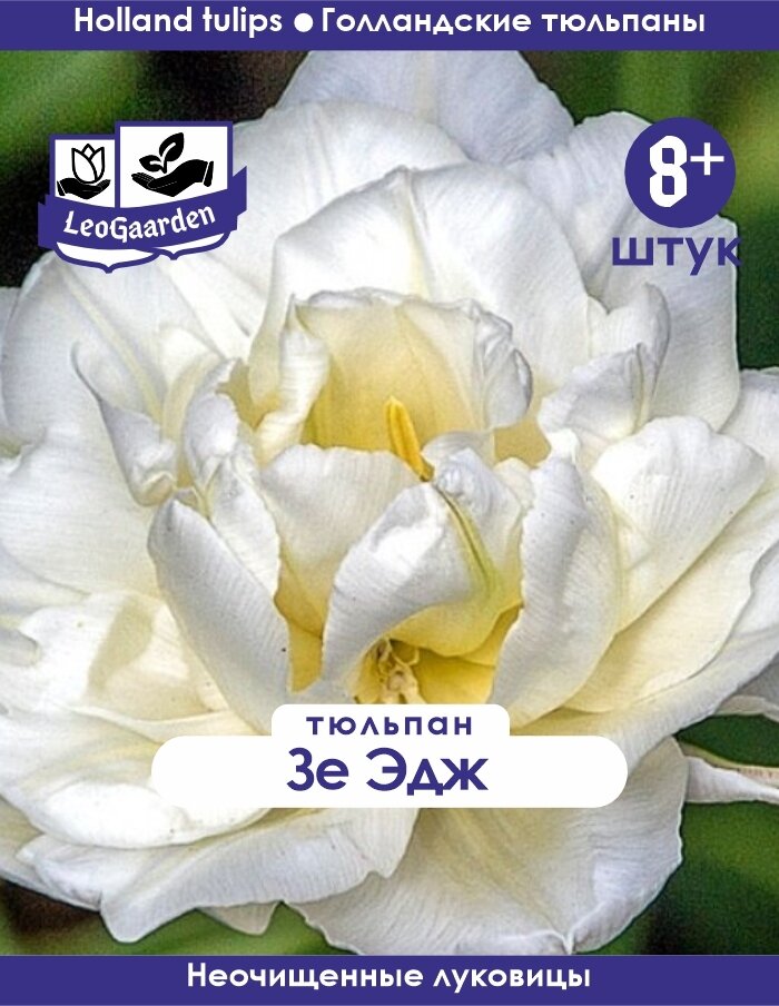 Тюльпан Луковица Зе Эдж 8+ шт