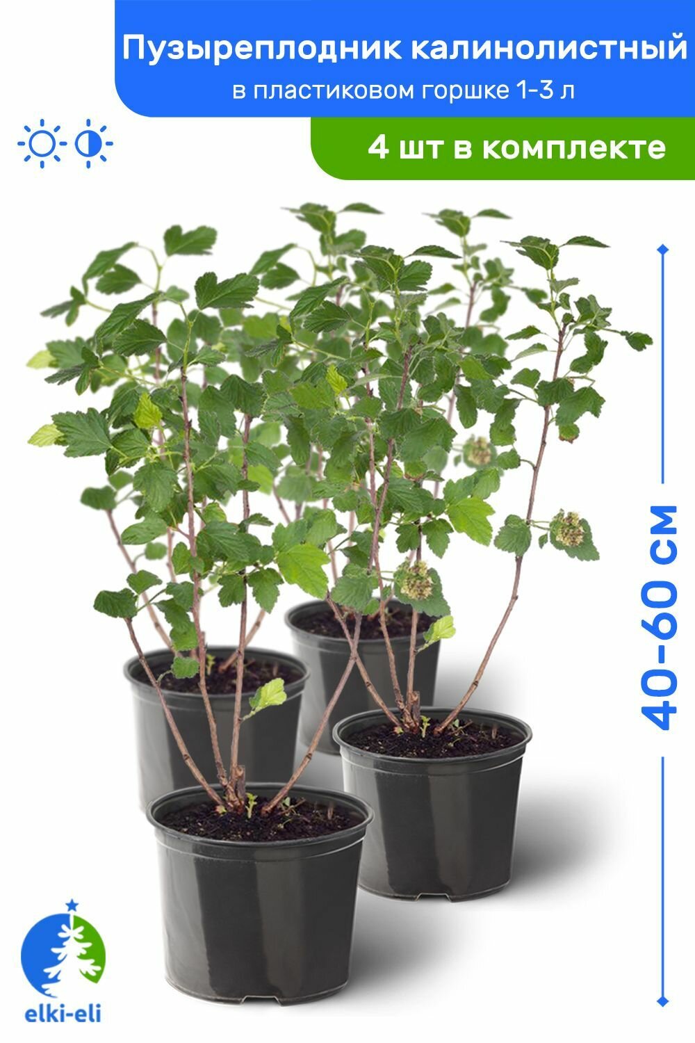 Пузыреплодник калинолистный 60-80 см в пластиковом горшке 1-3 л саженец лиственное живое растение комплект из 4 шт