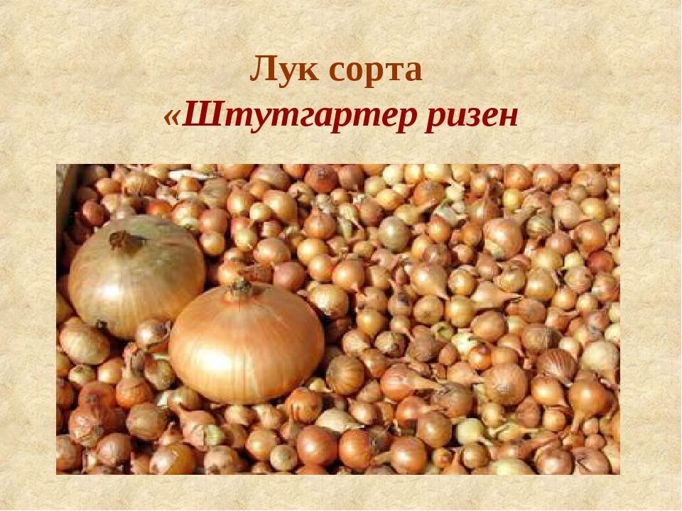 Лук - севок Штутгартер Ризен (Нидерланды) 110шт луковиц