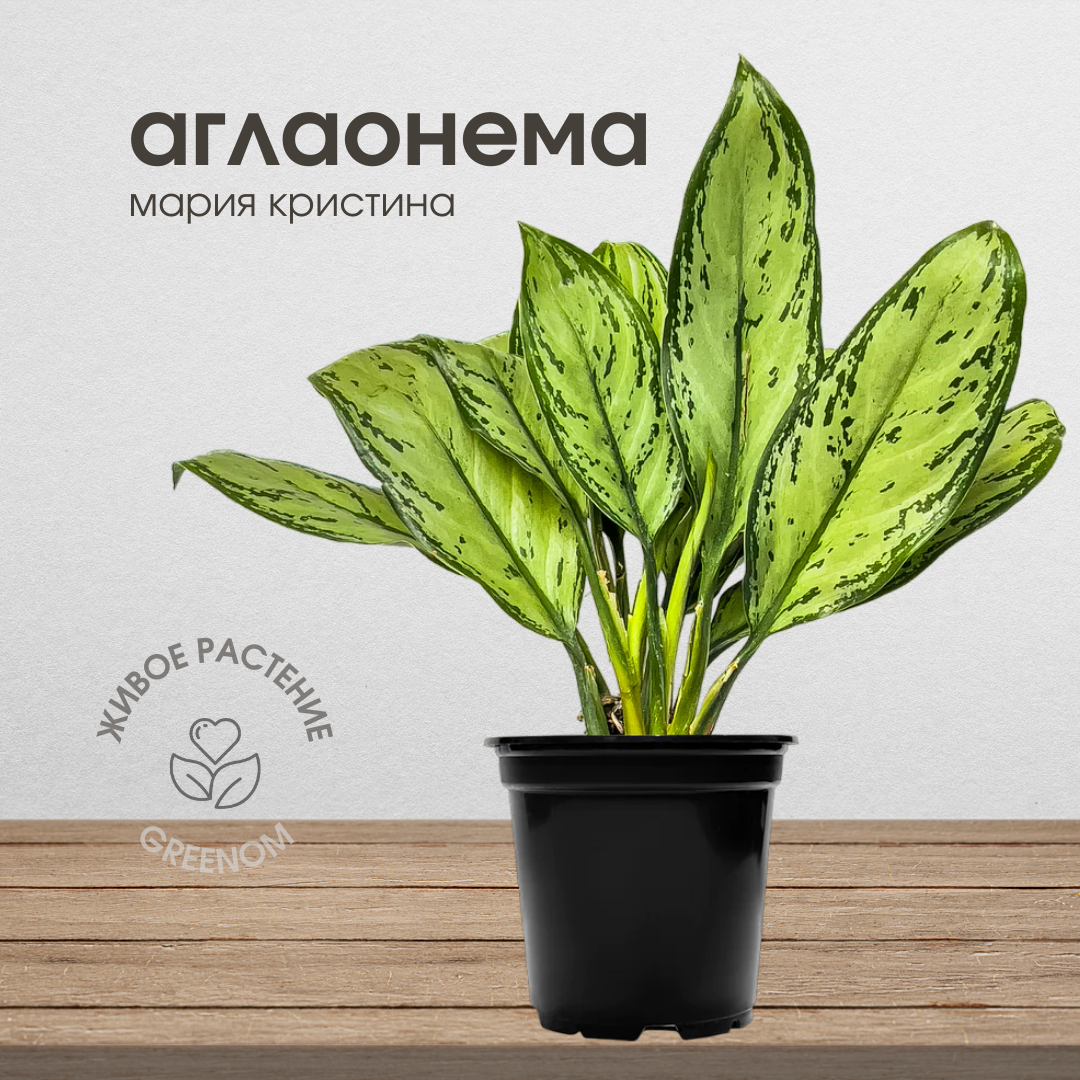 Аглаонема Мария Кристина живое комнатное растение высота 30-40 см