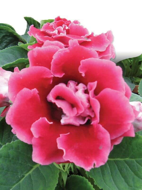 Глоксиния Персиковая роза (лат. Gloxinia) семена 10шт + подарочек