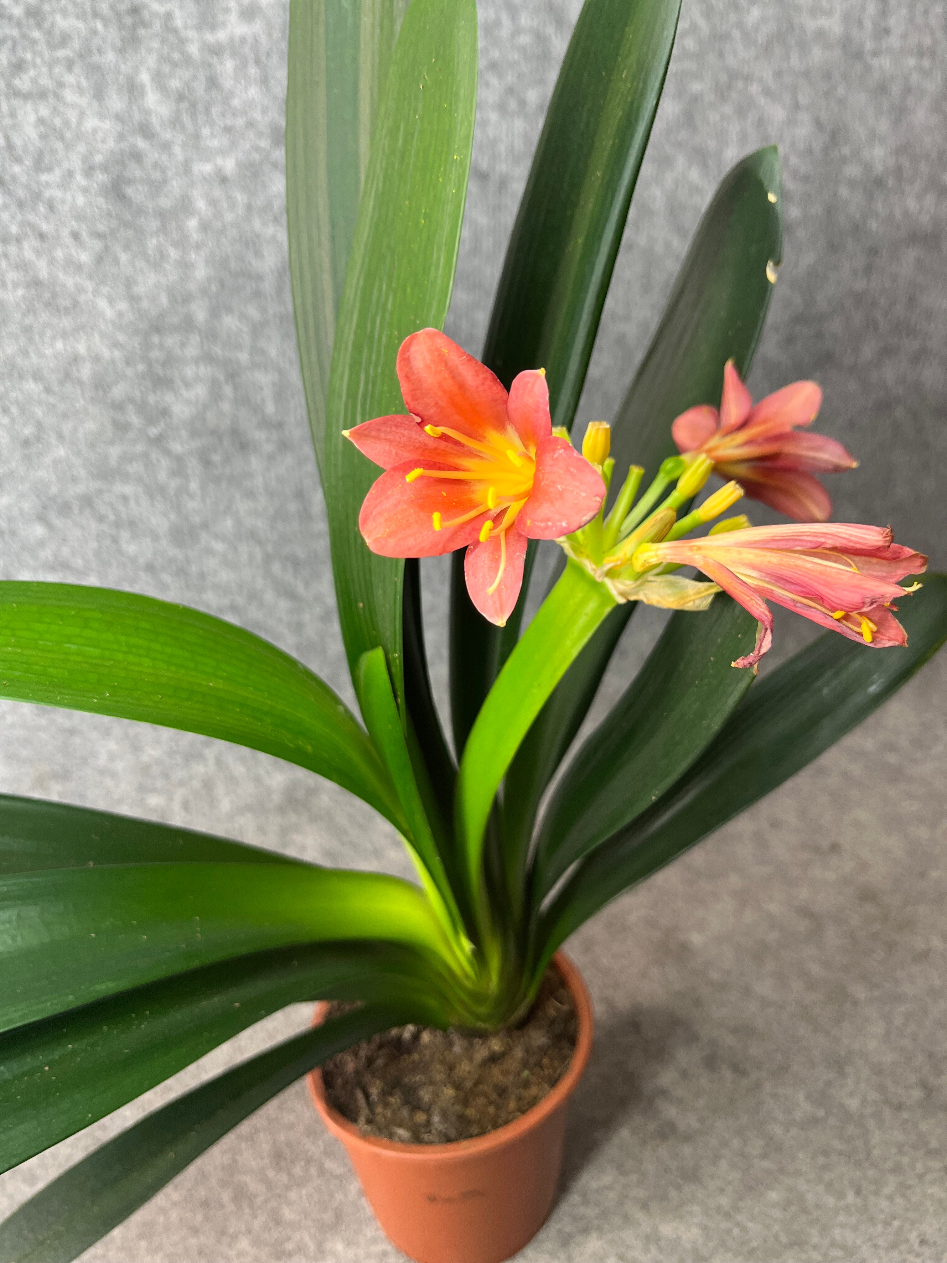 Кливия Clivia miniata (60см)