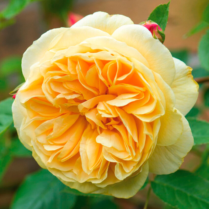 Саженец розы английская Тизинг Джорджия