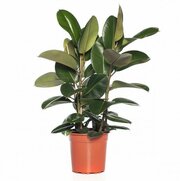 Растение Фикус эластика D8,5 H15 см