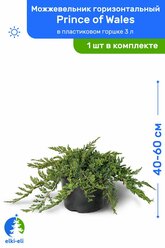 Можжевельник горизонтальный Prince of Wales (Принц Уэльский) 40-60 см в пластиковом горшке 3 л, саженец, живое хвойное растение