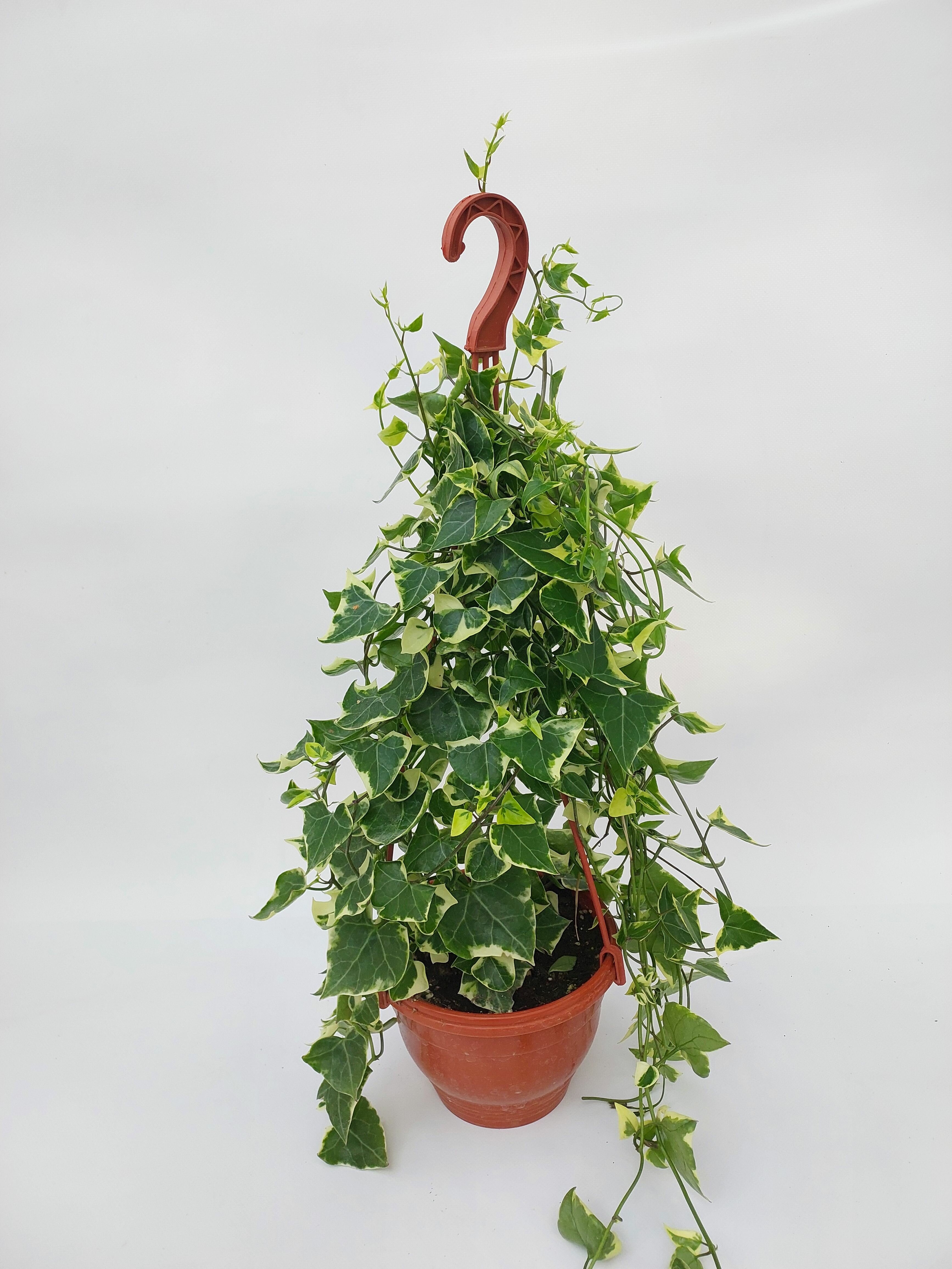 Растение Крестовник 30 см