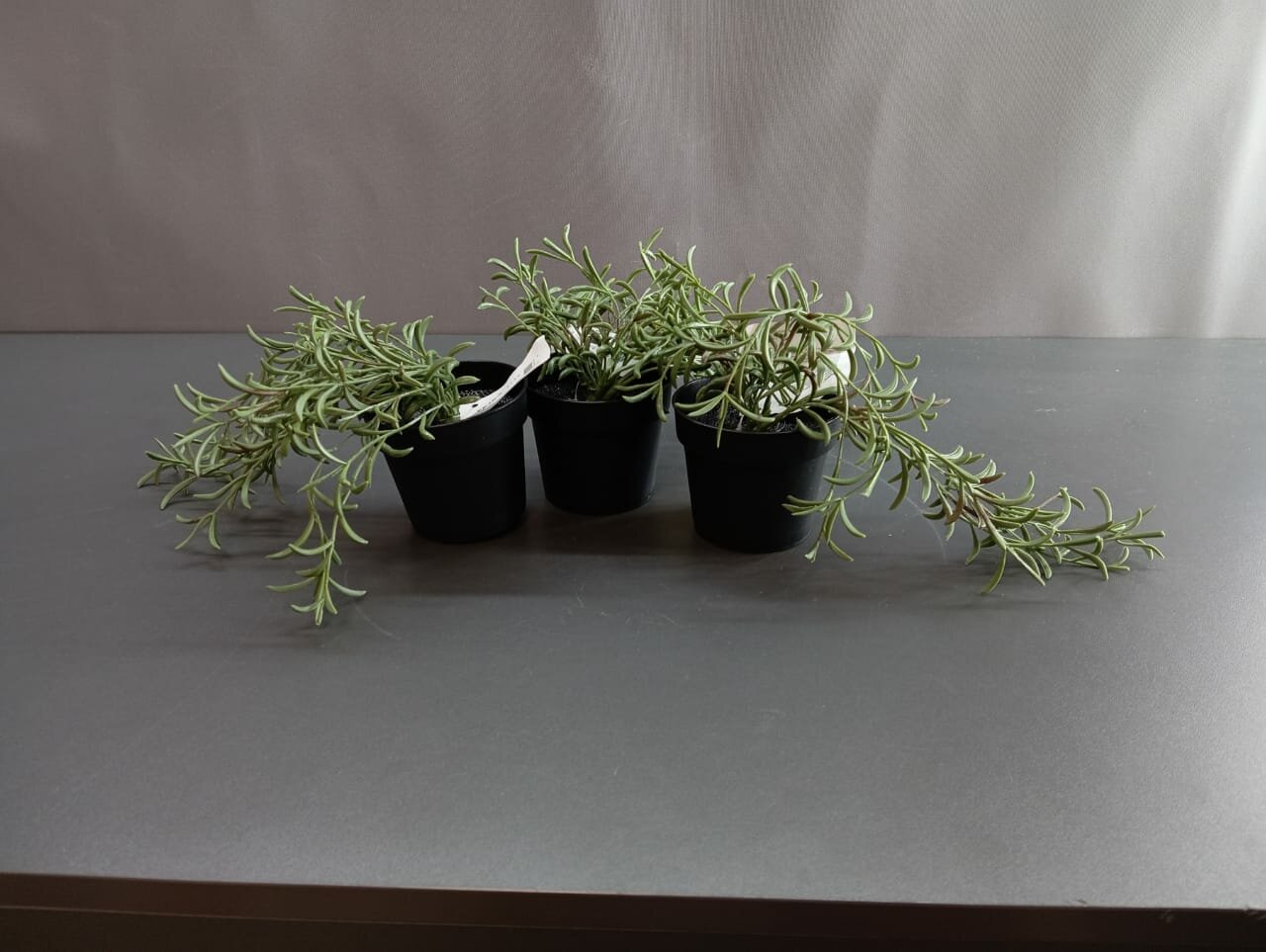 Комплект 3 шт. Искусственное растение в горшке IKEA FEJKA фейка 9 см д/дома/улицы/Крестовник укореняющийся подвесной
