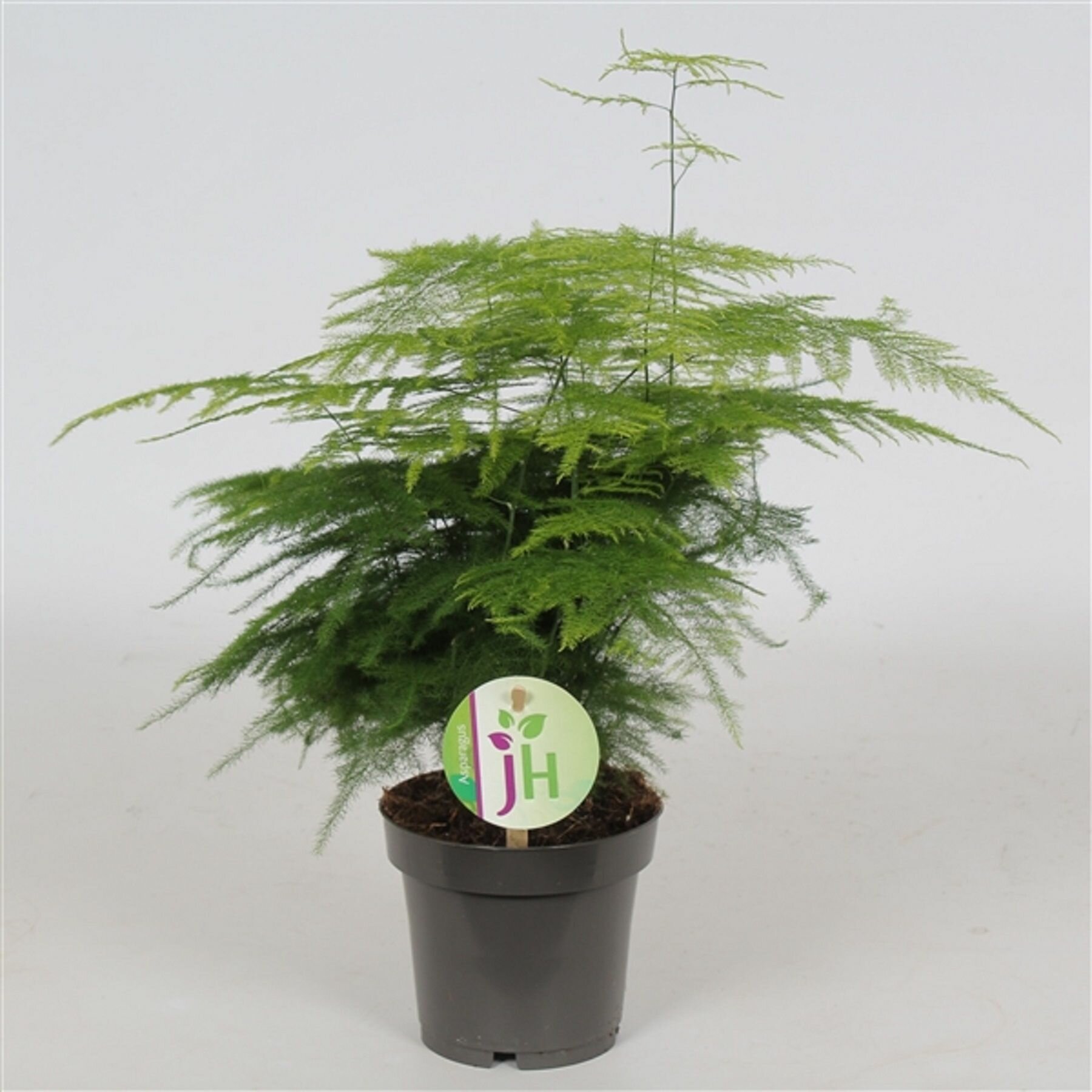 Растение аспарагус плюмозус D12 H24 см
